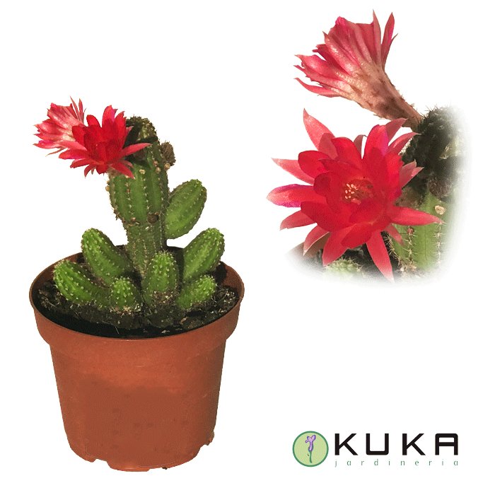 JardineriaKuka's tweet photo. Mirad que floración más bonita hace el Cactus Chamacereus Silvestrii.

Clic: https://t.co/0xTUIEz52X

#cactus #chamaecereus #cactáceas https://t.co/GPily76lIo