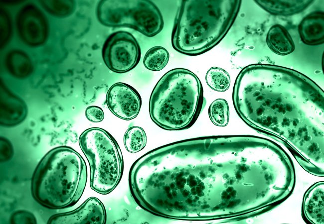 CleClinicMD's tweet photo. Experts predict the microbiome will become healthcare’s most promising frontier for 2017 https://t.co/guL0MaGiUu https://t.co/0nqJhfEoN4
