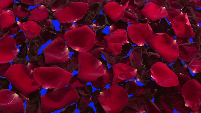 QueenAnneBoleyn's tweet image. Dedicated to my beloved husband: King Henry VIII

Roses are red
Violets are blue
Katherine Howard made
a cuckold out of you.