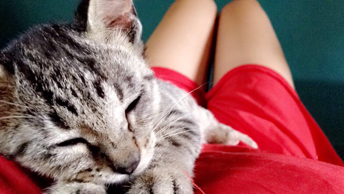 meimedrano's tweet photo. I love my hooman ~ 😻🖤 #kitty #photooftheday #cat #love #sleepingbae #ILY https://t.co/jh5LkzPYfY