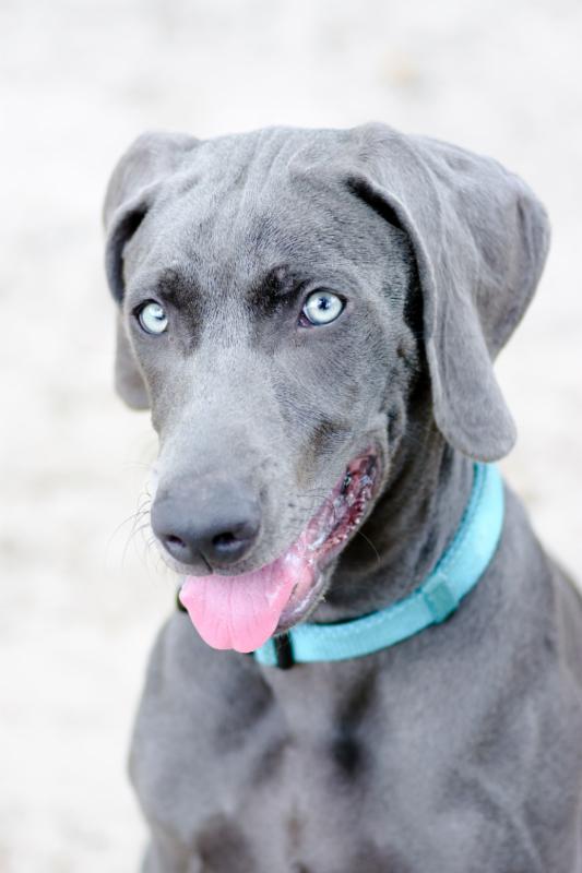 Early Spay/Neuter Controversy, Jogging with Your Pup, and More - Our May Newsletter conta.cc/2r1U5Q7