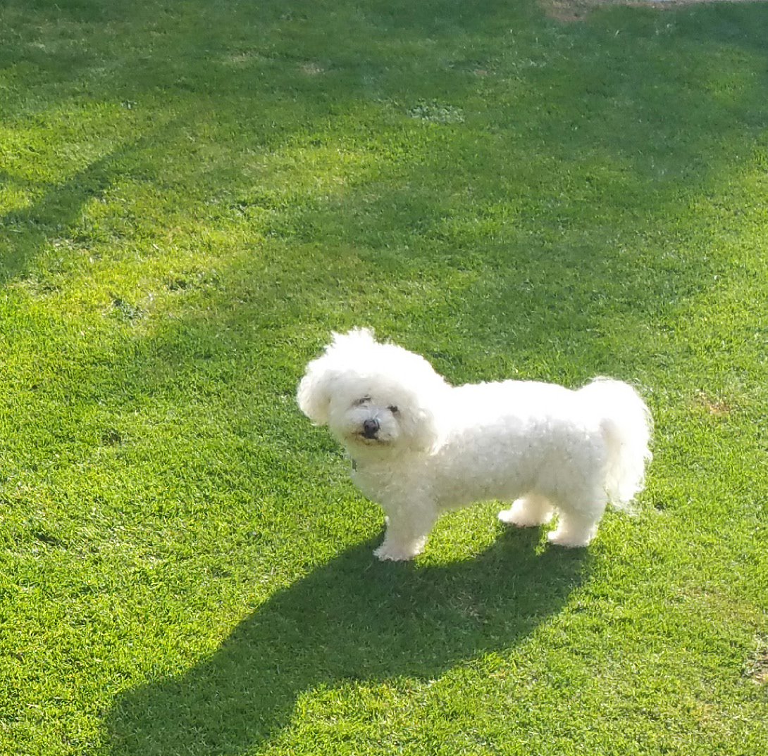 Buddy #bichon #bichonfrise