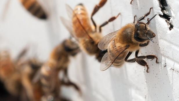 CBSEveningNews's tweet photo. A possible glimmer of hope for America's ailing honeybees https://t.co/R8XA5nSJGx https://t.co/kSYsVqZjkI