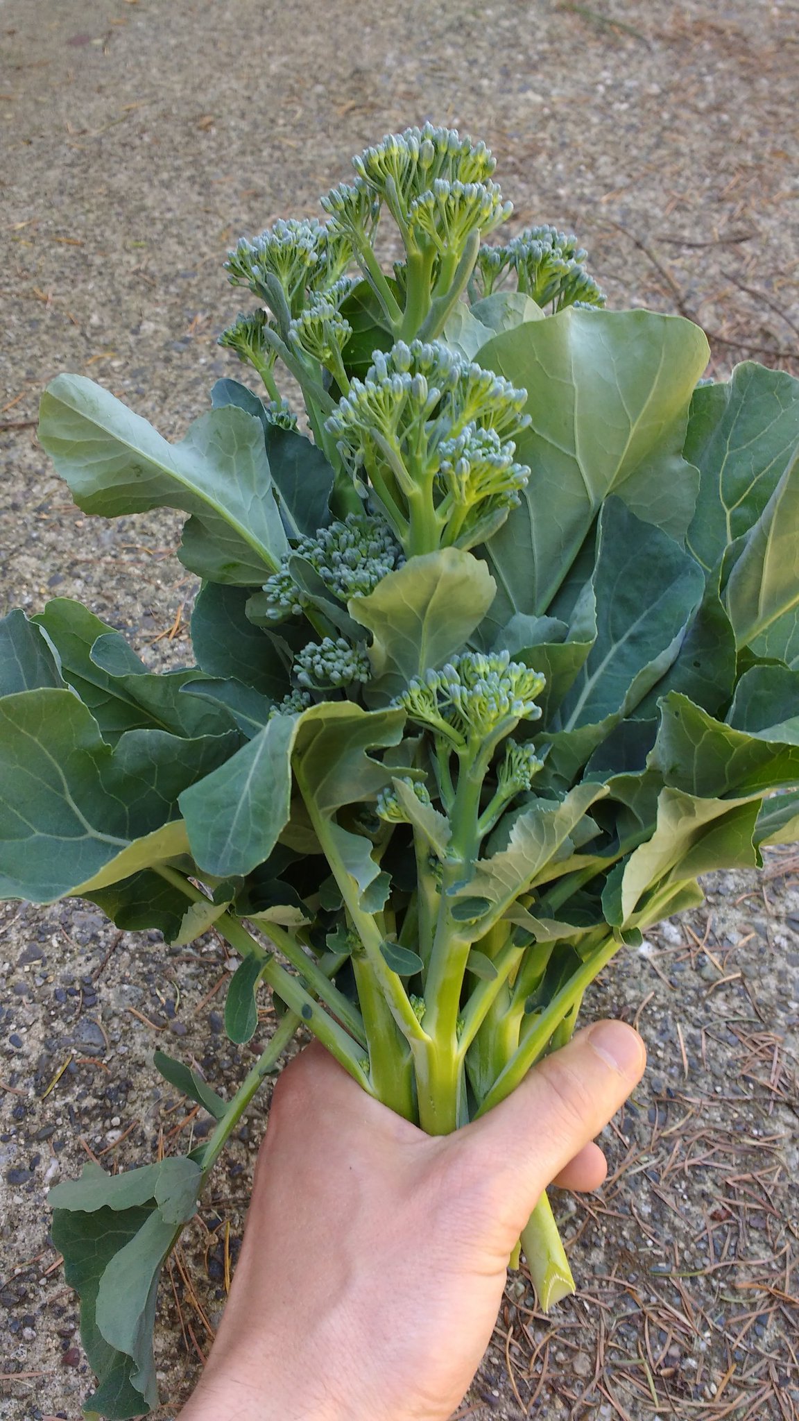 Stephan PhD on Twitter "First broccolini harvest of the year.…
