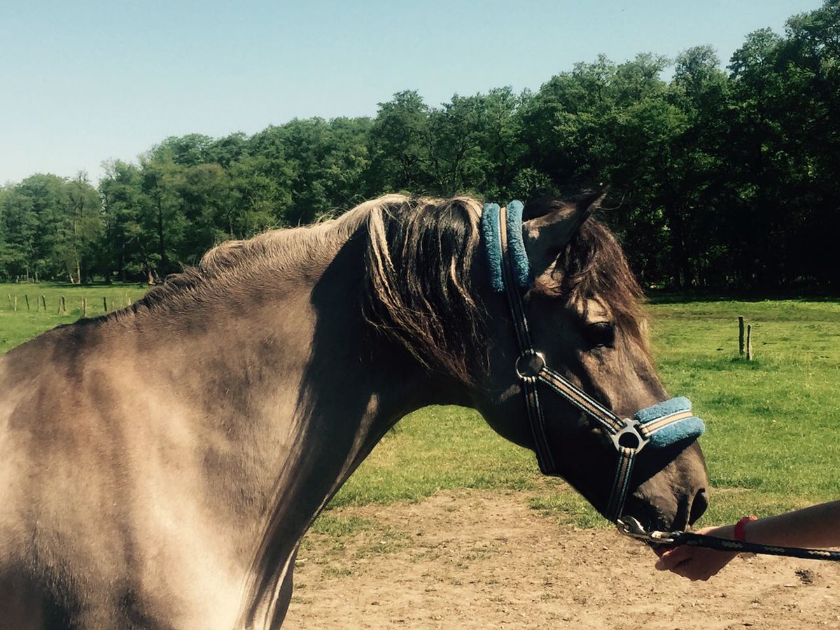 Heute in der Wildpferdebahn im Merfelder Bruch bei Dülmen