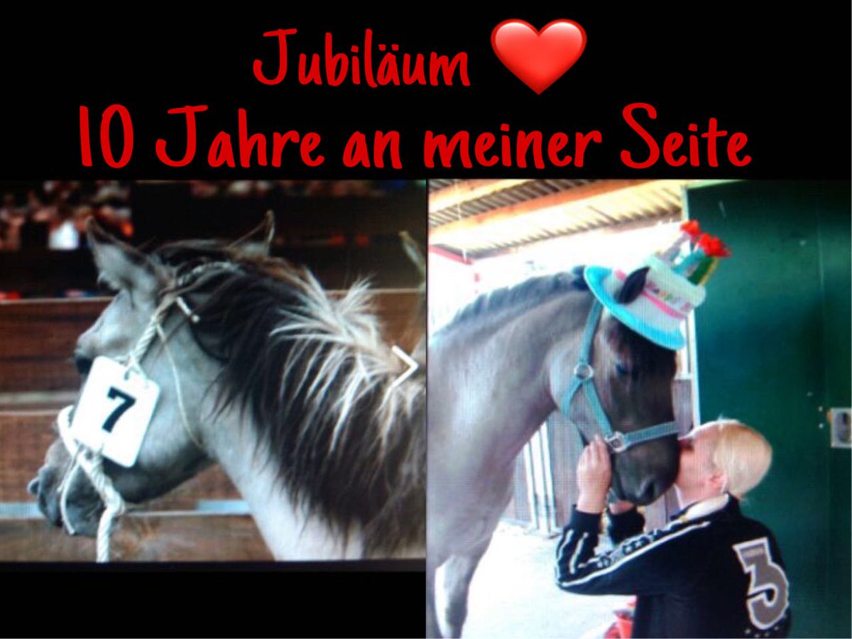 Morgen am 27.05.2017 ist wieder Wildpferdefang in Dülmen. Mit dabei der Ig-Dülmener.Ev und natürlich auch Sir Pegasus und seine Freunde!