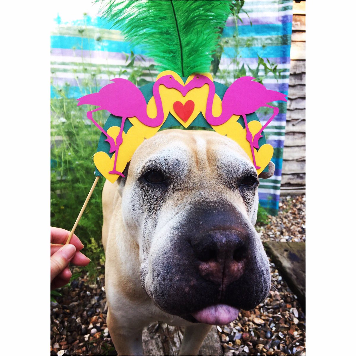 card_cutout's tweet photo. My girlie modeling, flamingos, hearts & feathers #partyprops #photoprops #modelmillie #birthdayparty ๐ธ๏ฟฝ๏ฟฝ๐ผโ๏ธ๐๐๐ https://t.co/YHAlILOTVE
