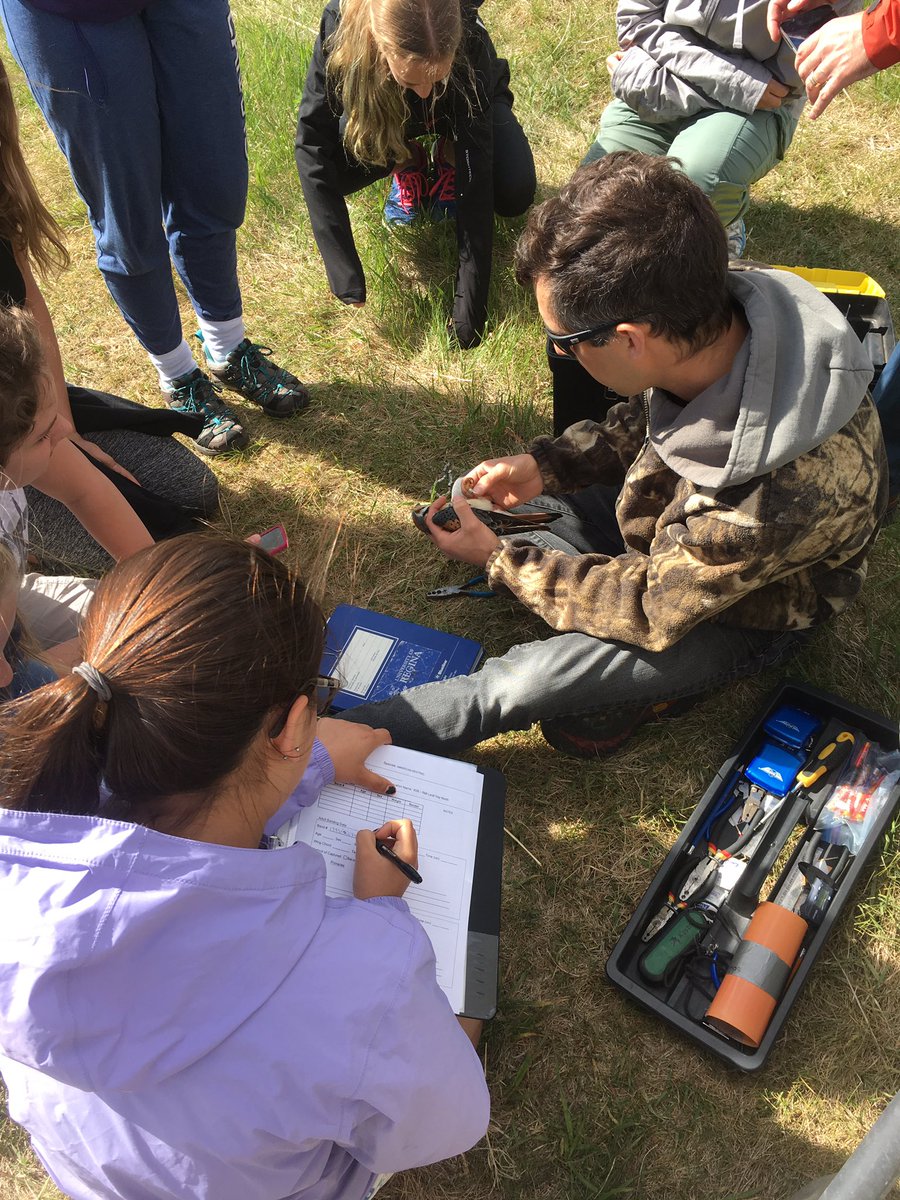 Upland_Hunter's tweet photo. En sortie avec @jaredclarke5 ce matin. Les élèves ont mis l'anneau sur la jambe de ce #crécerelle mâle. @Cefsk @DucharmeMJ #APAPleinair #K08 https://t.co/s53Sj6YpSe