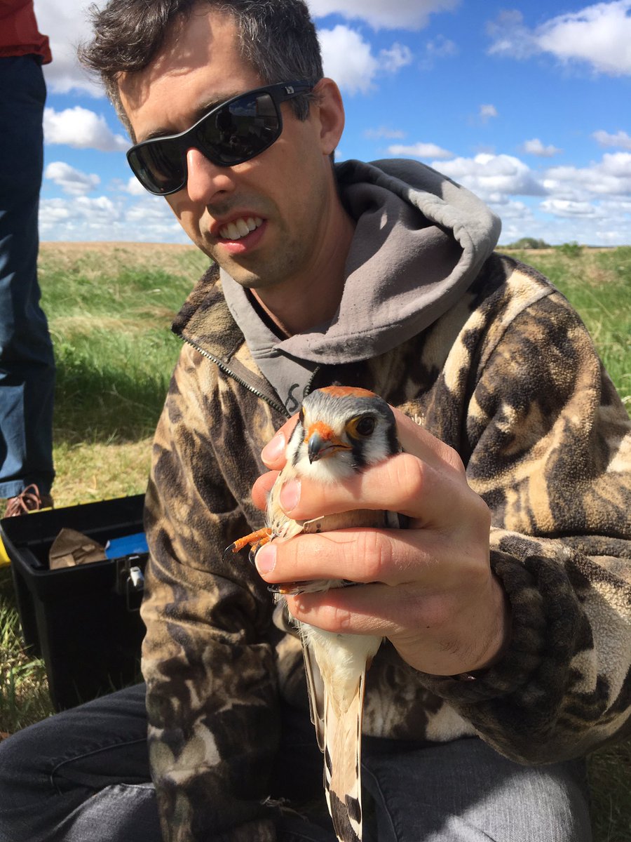 Upland_Hunter's tweet photo. En sortie avec @jaredclarke5 ce matin. Les élèves ont mis l'anneau sur la jambe de ce #crécerelle mâle. @Cefsk @DucharmeMJ #APAPleinair #K08 https://t.co/s53Sj6YpSe