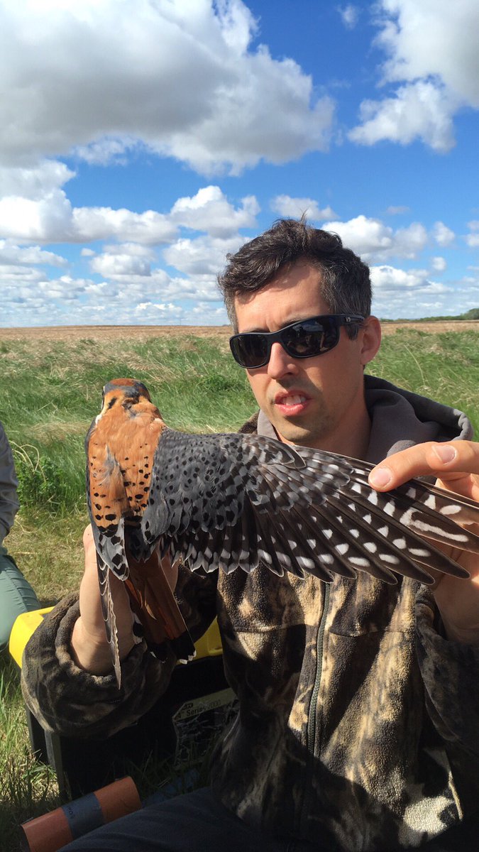 Upland_Hunter's tweet photo. En sortie avec @jaredclarke5 ce matin. Les élèves ont mis l'anneau sur la jambe de ce #crécerelle mâle. @Cefsk @DucharmeMJ #APAPleinair #K08 https://t.co/s53Sj6YpSe