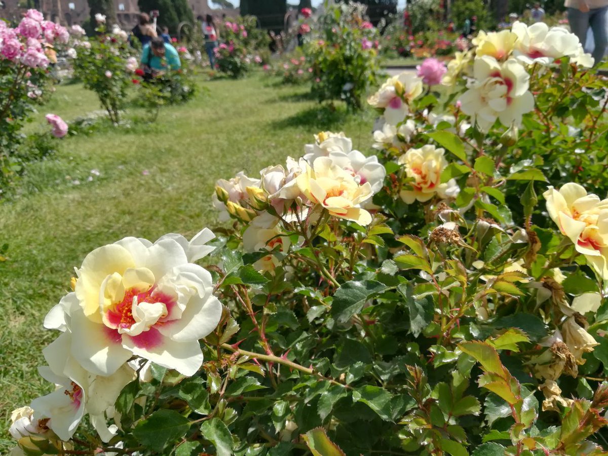 SassiGiulia's tweet image. #bozza