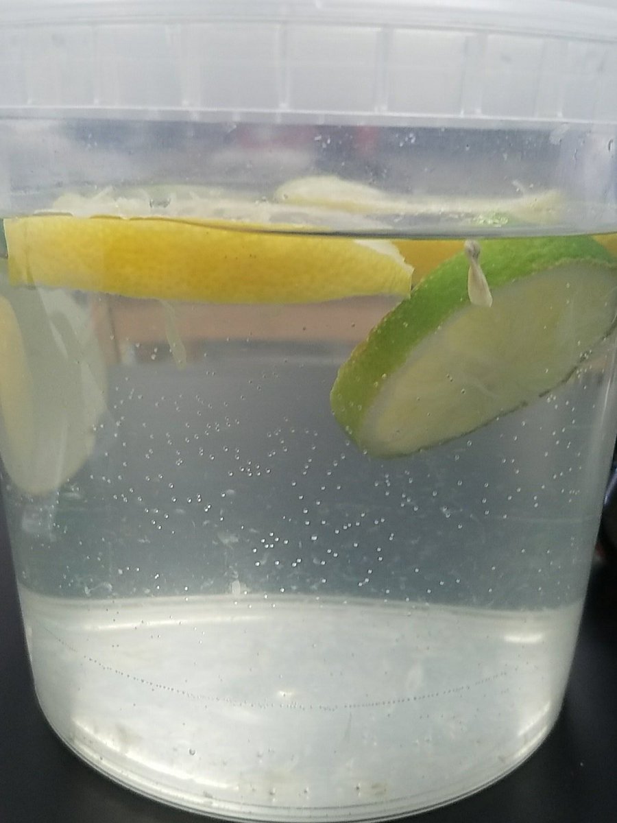 BK3DSci's tweet image. Day 2 of Lemon/Lime #phenomena Limes lower but not sunk. Ss learned rind composition effects buoyancy of citrus #ScienceProcess #NGSS
