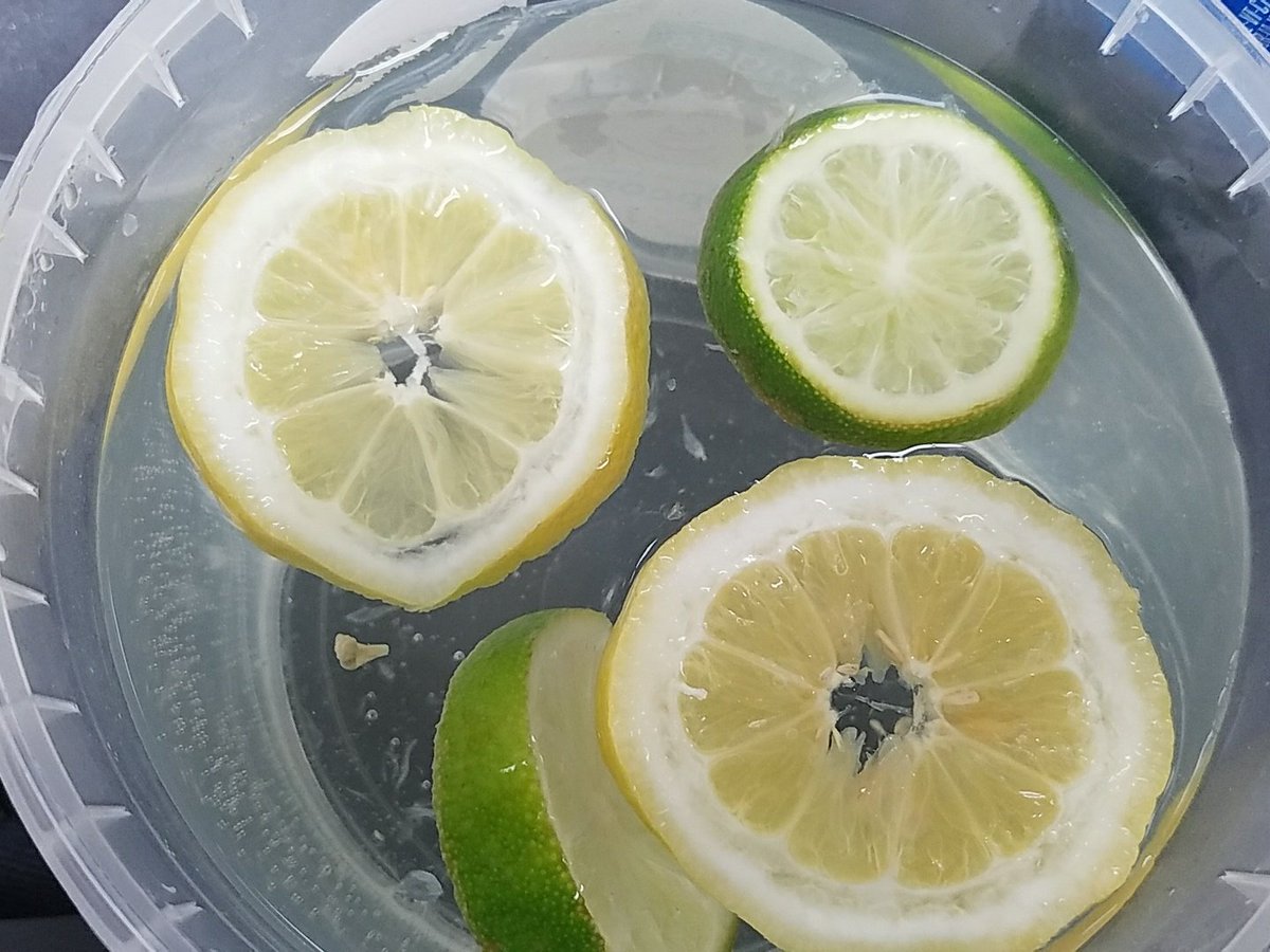 BK3DSci's tweet image. Day 2 of Lemon/Lime #phenomena Limes lower but not sunk. Ss learned rind composition effects buoyancy of citrus #ScienceProcess #NGSS