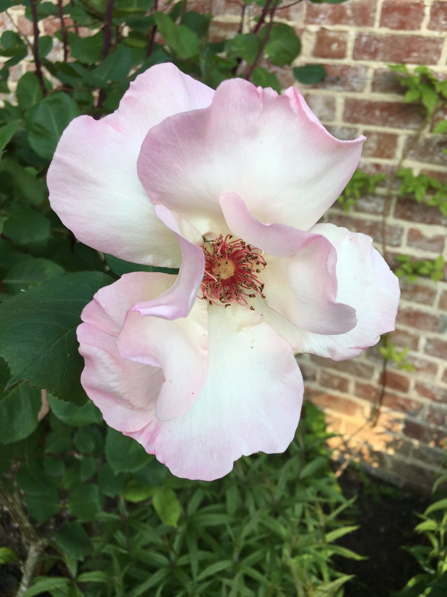 Rosa #EllenWillmott #EssexGarden simply exquisite