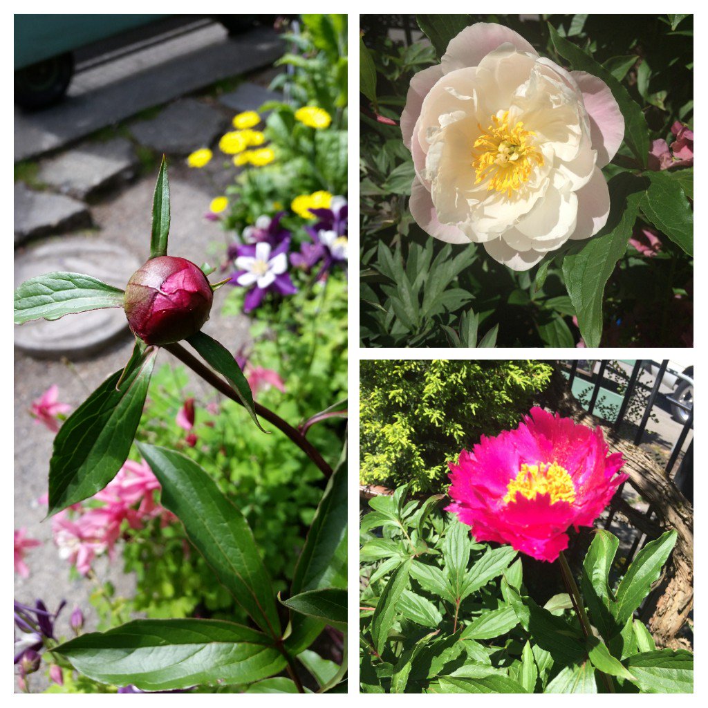 Our #peonies are #blooming !! Stop in today to pick up one of these gorgeous plants 😍 #urbanearthnursery