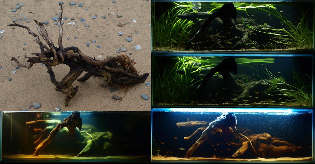 HappyPleco's tweet photo. Half-yearly update of the 160 litre tank that started with a piece of #driftwood on a beach. #aquarium #aquascaping https://t.co/09ffhmi5Lb