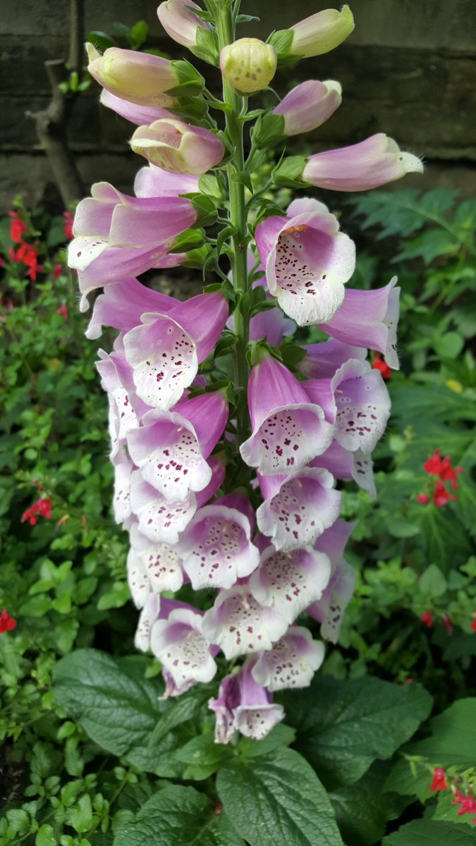 ChurchyardSC's tweet photo. We are really looking forward to taking part @OpenSquares weekend Herb Garden and Churchyard @Southwarkcathed looks stunning this evening https://t.co/Zb1kWThPdQ