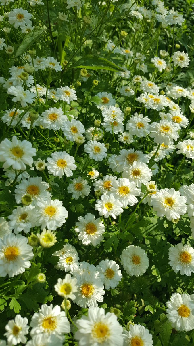 We are really looking forward to taking part <a href="/OpenSquares/">Opensquares</a> weekend Herb Garden and Churchyard <a href="/Southwarkcathed/">Southwark Cathedral</a> looks stunning this evening