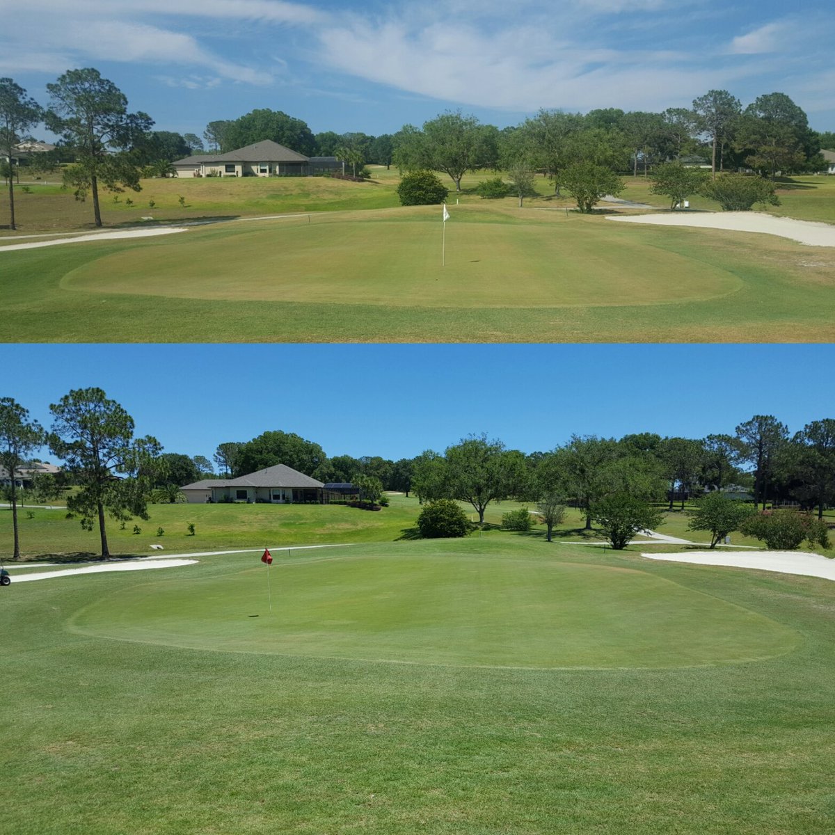 TurfBeard's tweet photo. 2 weeks difference top to bottom. @Yara_N_America #calcinit response pretty evident. https://t.co/GoQ8fk5WBv