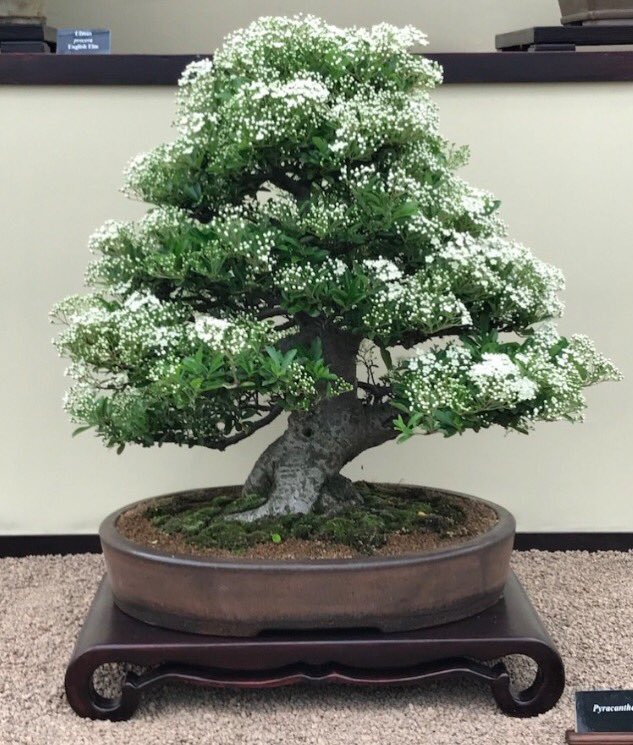 fobbsbonsai's tweet photo. A few more trees from the #FOBBS gold medal display #Chelseaflowershow #RHSChelsea  #bonsai https://t.co/vEuXLpKNKr