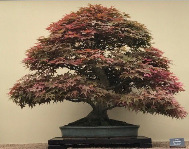 fobbsbonsai's tweet photo. And more #Chelseaflowershow #RHSChelsea #FOBBS #bonsai https://t.co/WH7dN894b7