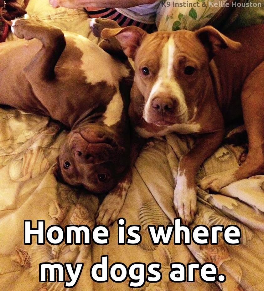 andersonspets's tweet image. It's easy to be happy around dogs.