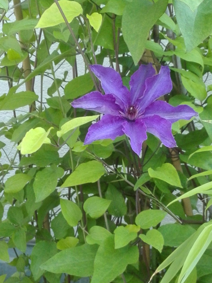 Maitani's tweet photo. Roof Garden https://t.co/nqB4MWjXqj