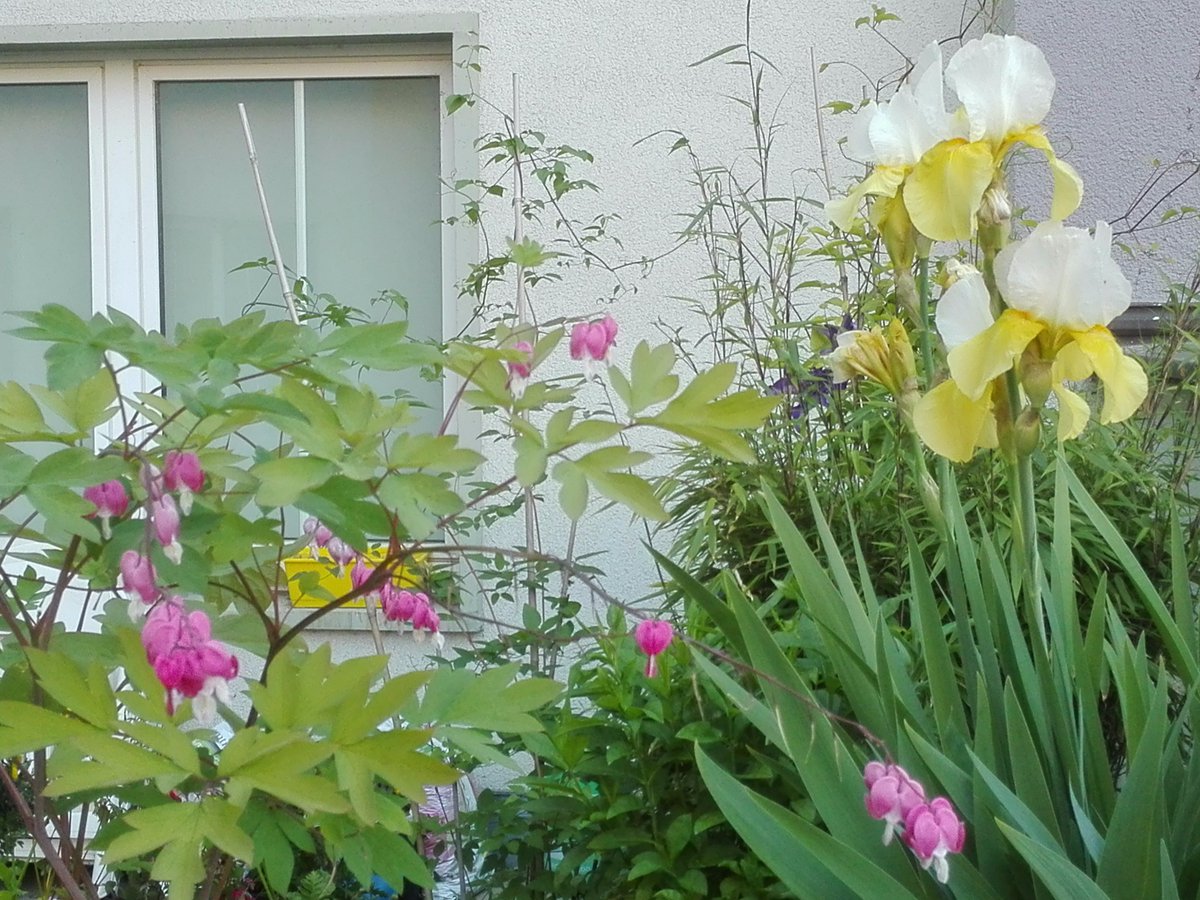 Maitani's tweet photo. Roof Garden https://t.co/nqB4MWjXqj