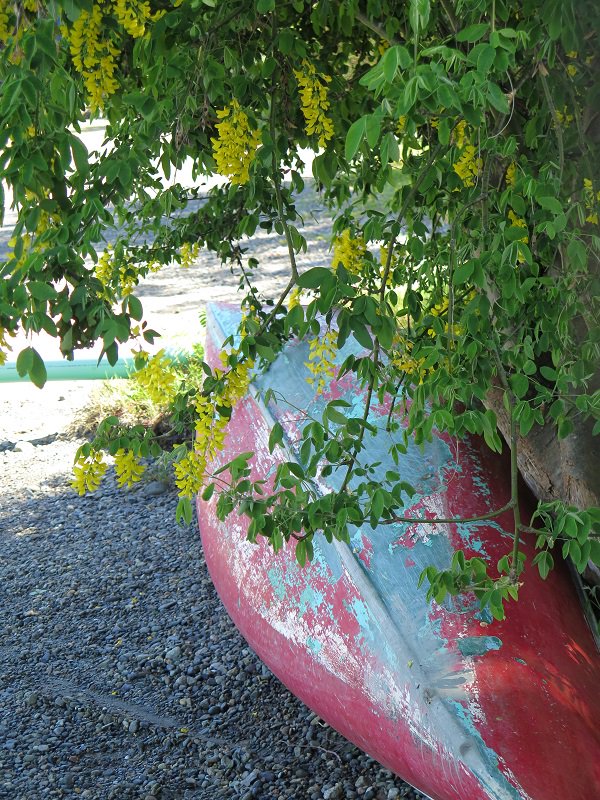 Anyone up for a canoe trip? #everyonebelongsinnature <a href="/OBMG/">Oak Bay Marine Group</a> #thefantasticos #marinemachine <a href="/PowerToBe/">PowerToBe</a> <a href="/TELUS/">TELUS</a>