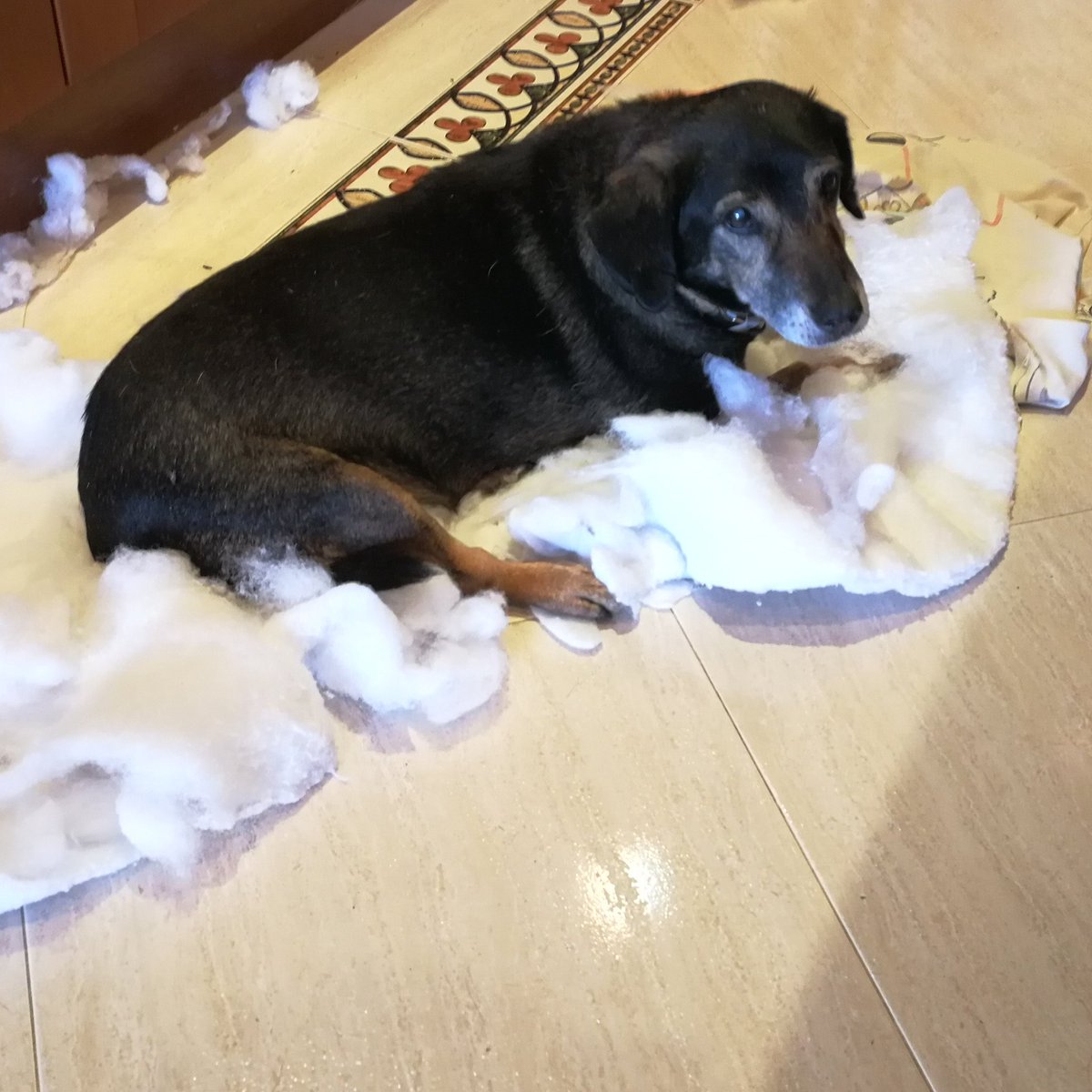 MvHohenzollern's tweet photo. She calls it 'creative work'! What do you think??? #creativedog #PrincessMajavonHohenzollern #adoptdontbuy #dogs #pets #love #rescue https://t.co/lKsdxeLnvA