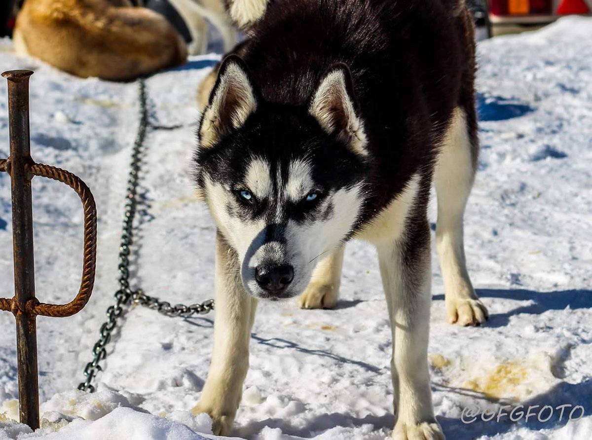 GFGFOTO's tweet image. @GFGFOTO #Husky #Dog #Kärnten #snow