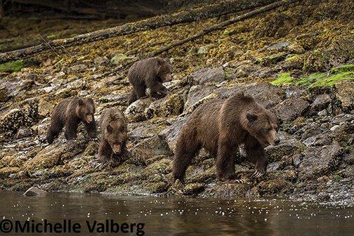 michellevalberg's tweet photo. A breathtaking scene of a grizzly bear with her 3 cubs in the Khutzeymateen!
@CanGeo @NikonCanada @WWFCanada #grizzlybears #3cubs #canada150 https://t.co/Z1oERC3XKx