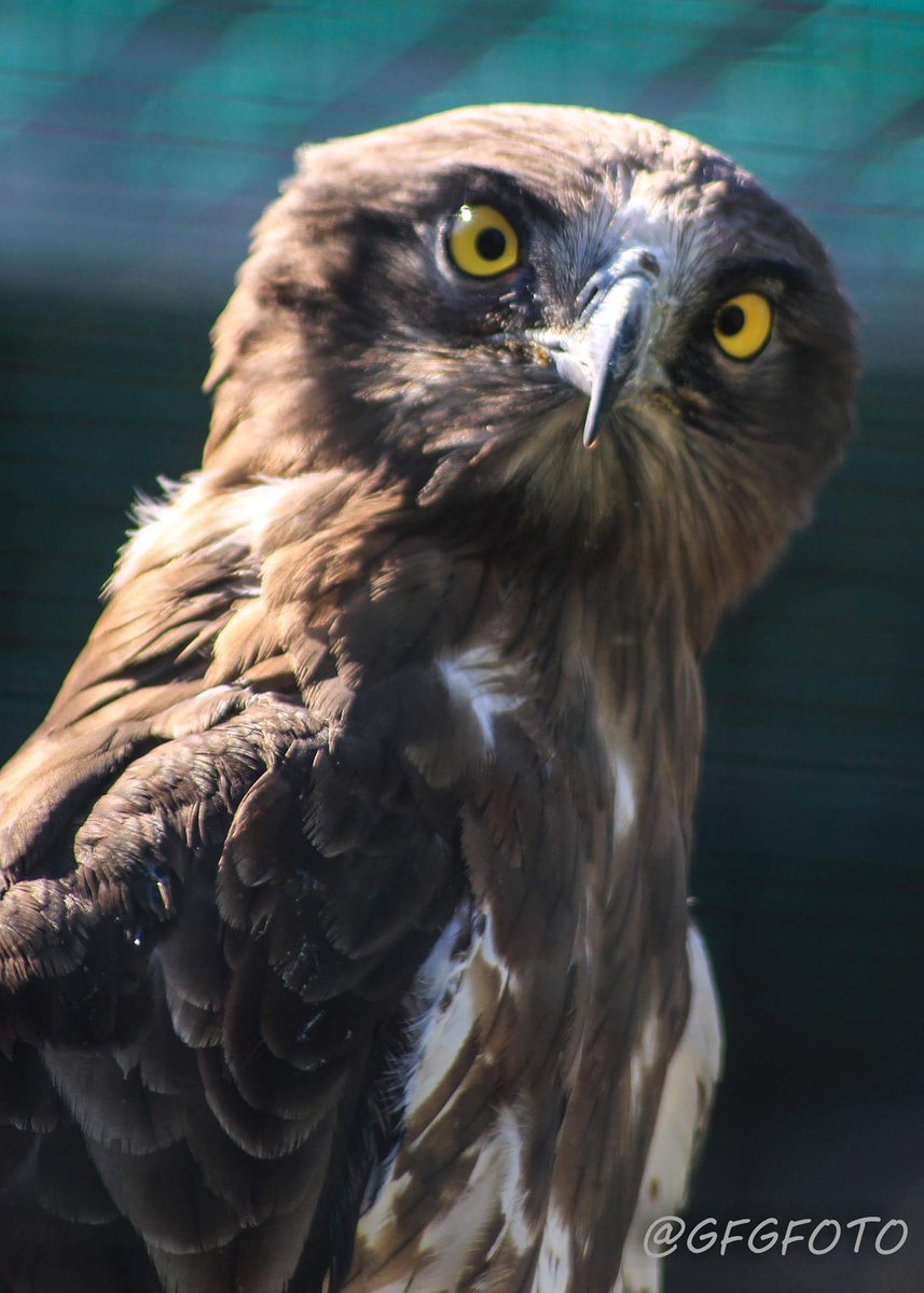 GFGFOTO's tweet image. @GFGFOTO #Adler #Burg #Landskron  #Greifvogel #Gelb #Augen #Canon
