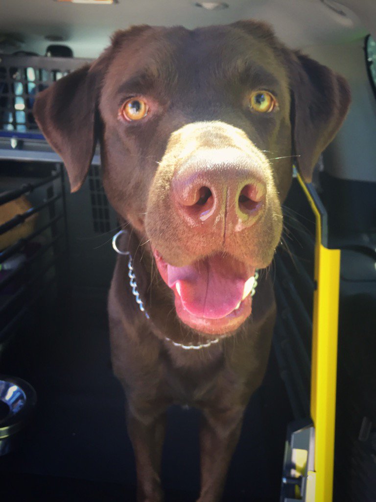 VicPDK9's tweet photo. Congrats to this little guy. PSD Bodi passed his explosives detection validation this week! @vicpdcanada https://t.co/3RlFie3cyb