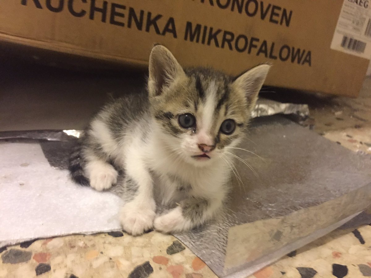 1 ay önce doğdum, el bebek gül bebek bakıldım. Beni evinizin neşesi yapmak istemez miydiniz?