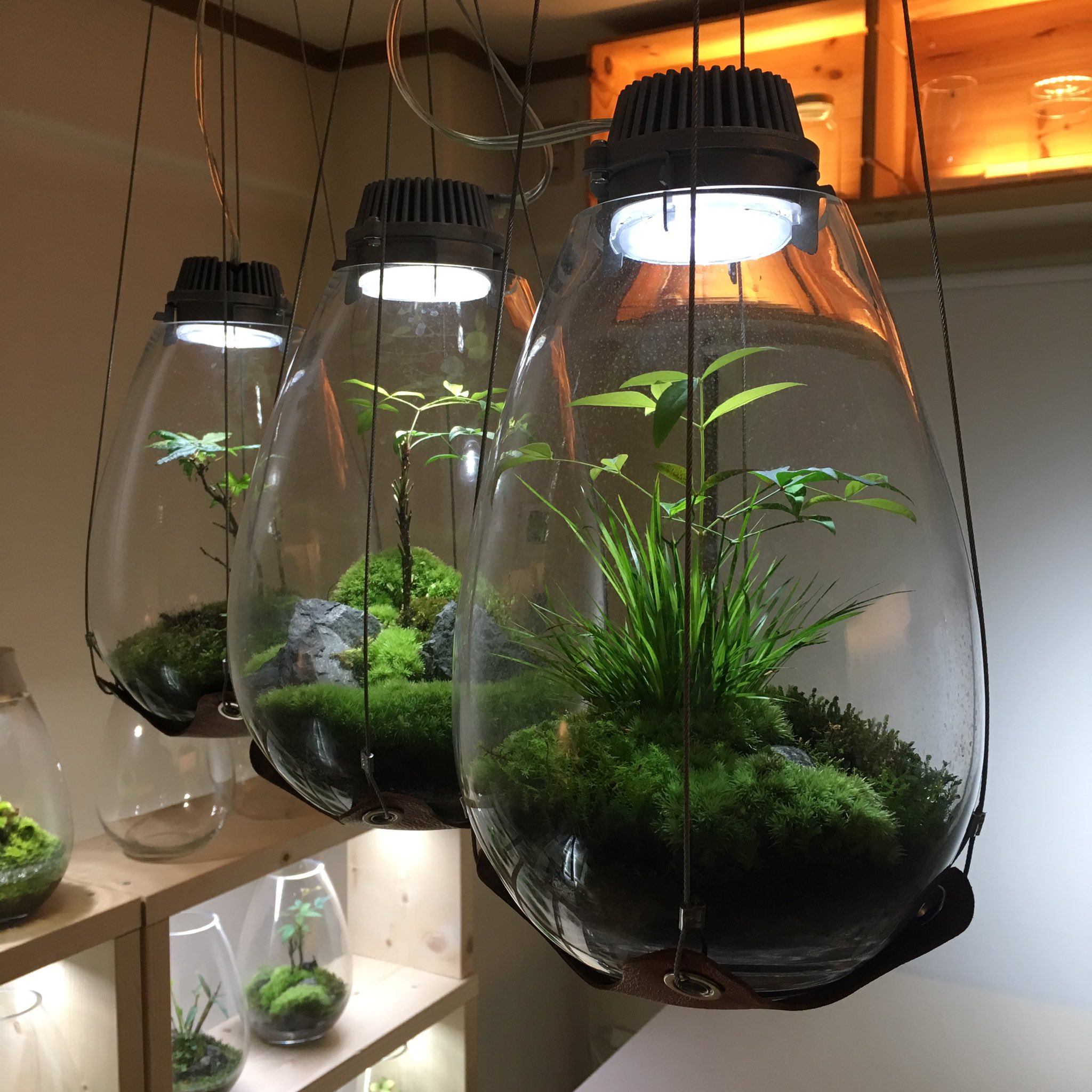 Mosslight Led Led照明付テラリウム Sur Twitter Mosslight Ledを3灯吊り下げて テラリウムシャンデリアです スタンドを併用したら いい感じで生活できますよね Moss 苔 コケ Mosslight Led Led照明付テラリウム Sur Twitter Mosslight Ledを3灯吊り下げて テラリウムシャンデリアです スタンドを併用したら いい感じで生活できますよね Moss 苔 コケ