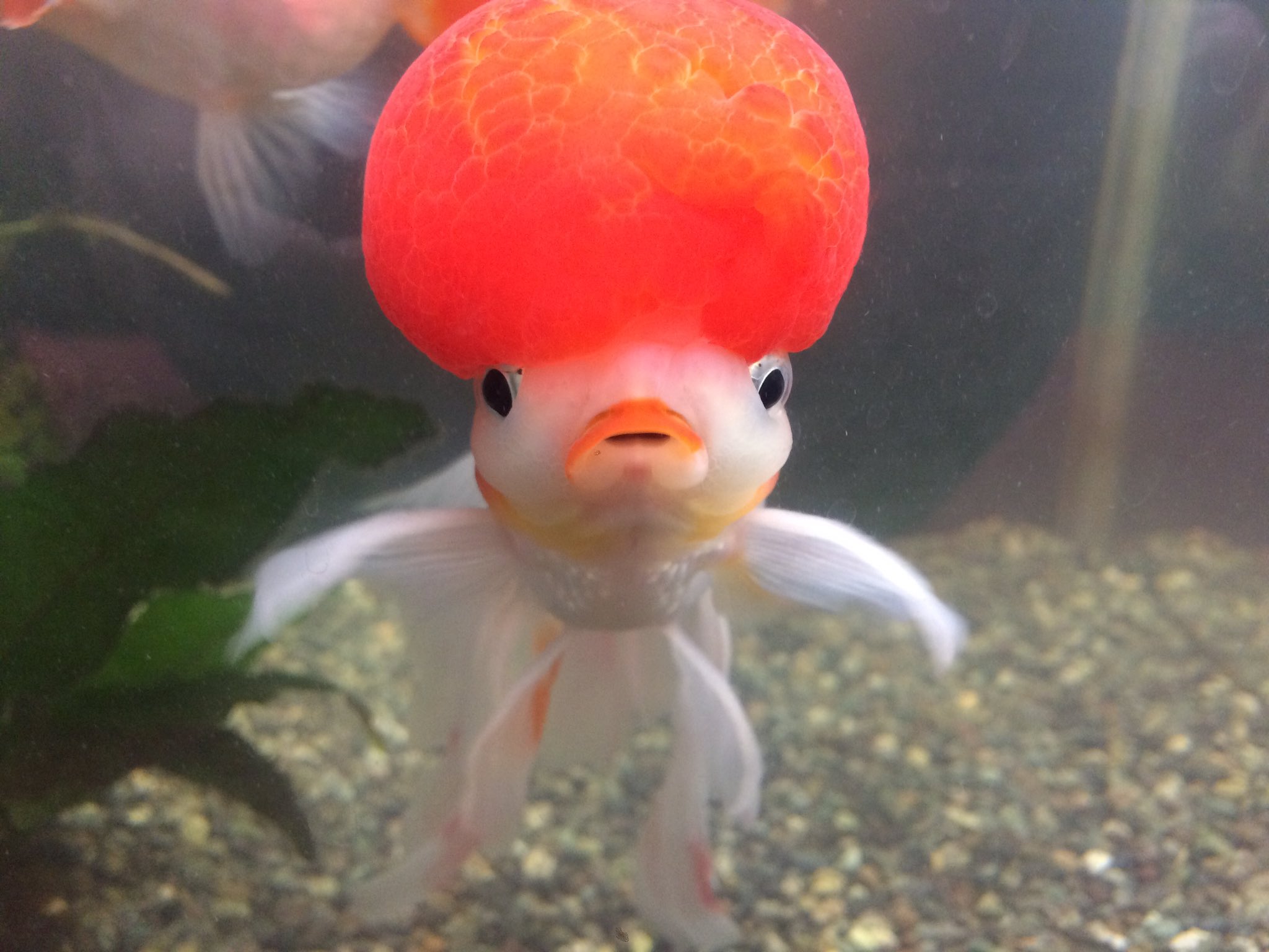 金魚猫 可愛いポニーニョ 丹頂なのに頭以外に赤があっても 尾に裂けがあっても 昔からこの尾 食い意地が張っててもポニーニョは可愛い ᵕ T Co Wrixnfqfq1 Twitter 金魚猫 可愛いポニーニョ 丹頂なのに頭以外に赤があっても 尾に裂けがあっても 昔からこの尾 食い意地が張っててもポニーニョは可愛い ᵕ T Co Wrixnfqfq1 Twitter