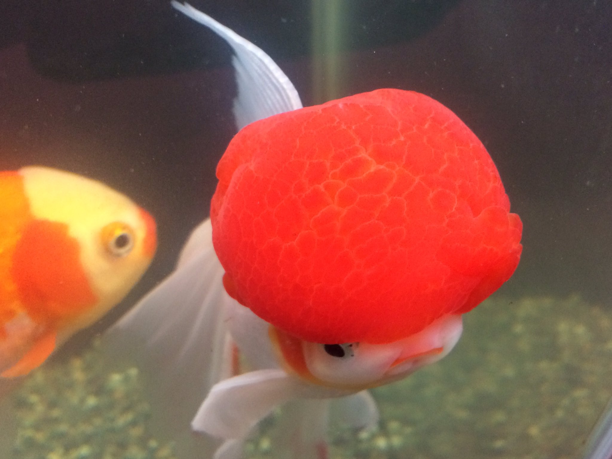 金魚 尾 裂ける 金魚 尾 裂ける