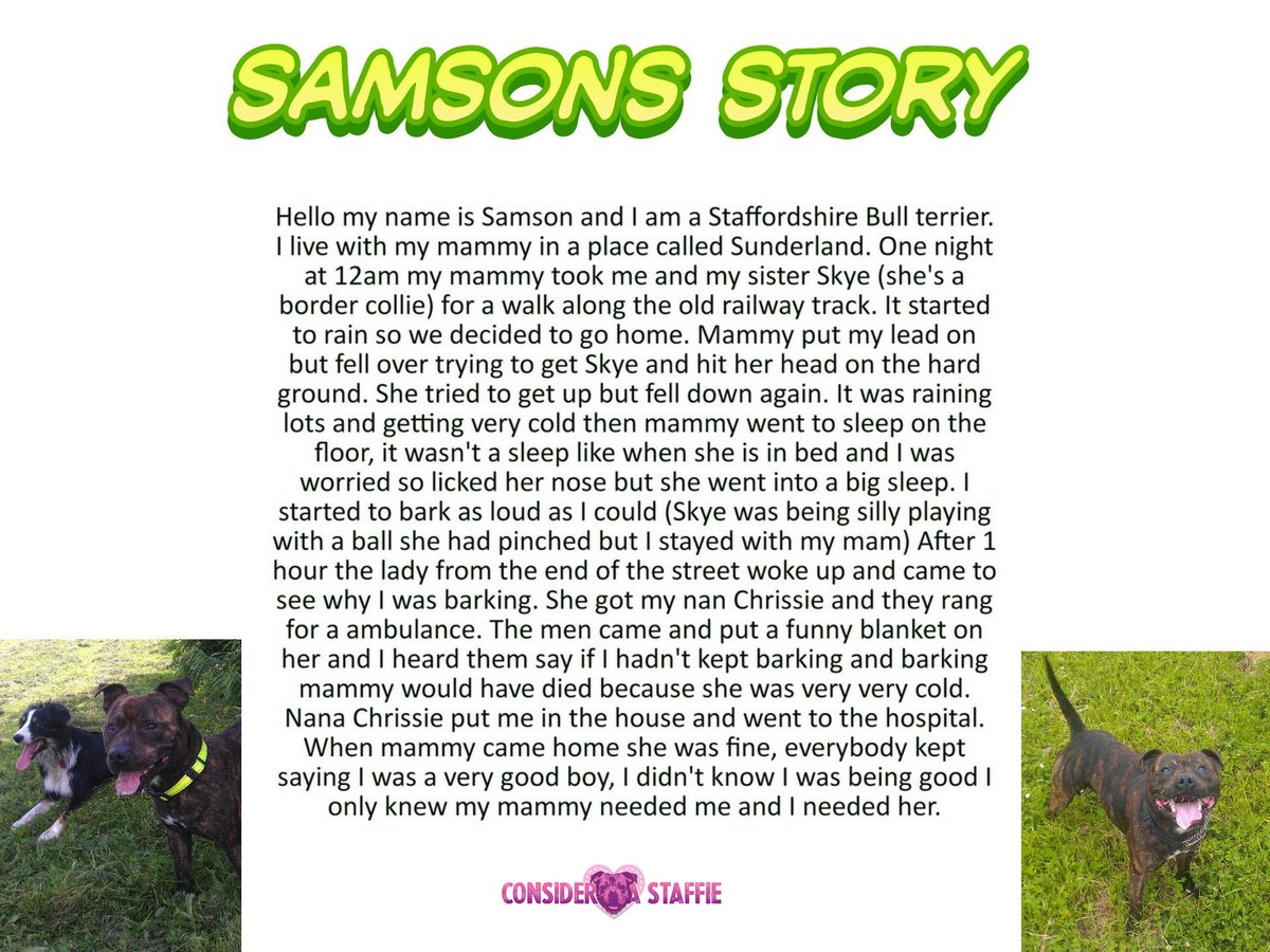 ConsiderAStaff's tweet photo. Samson is today's Staffy of the Day! https://t.co/2qreFMgslF #staffie #dogsoftwitter #DogLover #doglovers #staffy #staffiesmile #dogs https://t.co/uSrG6NdplM