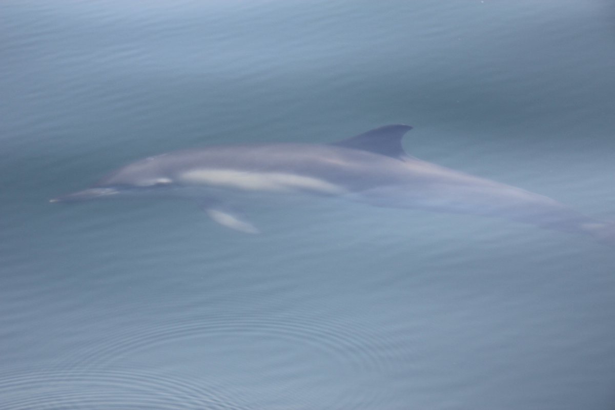 ShareMySea's tweet photo. Petite sortie https://t.co/drs9iOFTlR et une jolie rencontre ! #Dauphins #Bretagne https://t.co/FATKMhuOtK