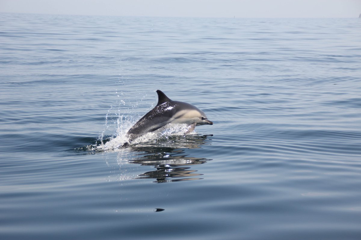 ShareMySea's tweet photo. Petite sortie https://t.co/drs9iOFTlR et une jolie rencontre ! #Dauphins #Bretagne https://t.co/FATKMhuOtK