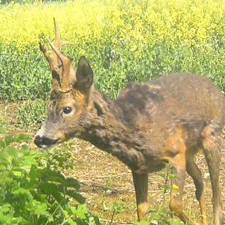 YorkshireDeer's tweet photo. Great old Yorkshire buck who's unfortunately damaged his head https://t.co/ZKkOR8xj4y
