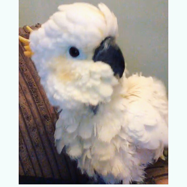 CourtneyyyMay's tweet photo. Fluffy 'too! https://t.co/ervmlY0oSF