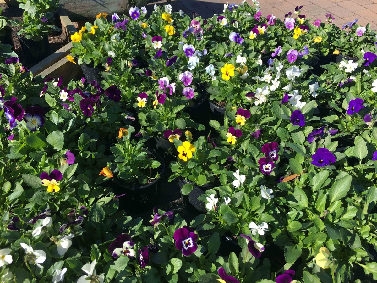 Hargraves Nursery (HargravesGarden) Twitter