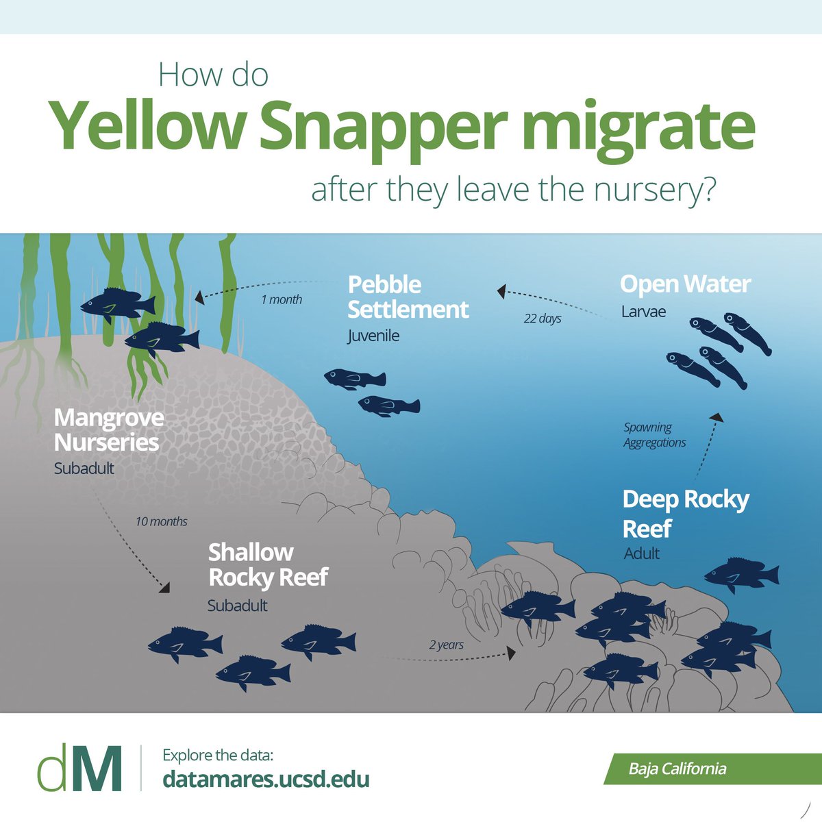 GCMarineProgram's tweet photo. How many #habitats does a #YellowSnapper use in its lifetime? @dataMares know! #dataviz #science #ecology #lifehistory #DYK #FastFactFriday https://t.co/2ES4YUIFod