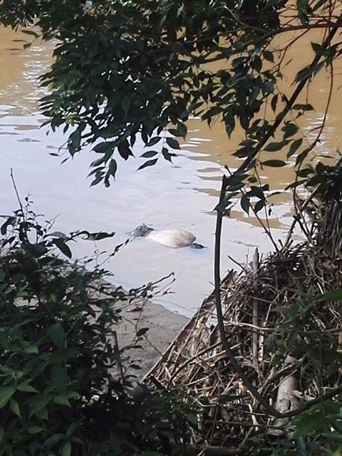 vozdeltolima's tweet photo. #Atención apareció cadaver del joven bañista que se ahogó el día anterior en el Rio Sumapaz. El cuerpo fue hallado en el sector del arenal. https://t.co/sV07Sjzrjr