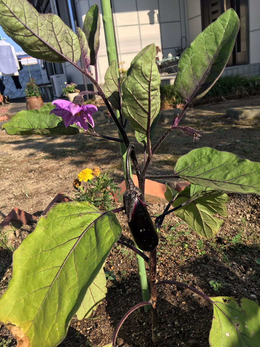 コジコジ らくらく家庭菜園 בטוויטר 茄子の整枝 誘引は１番花の開花頃に行います 主枝と1番花の下から発生する腋芽1本 とそれぞれから発生する勢いのよい腋芽を1本ずつ選び３ 4本仕立てとします とあるんですが 皆さんどうしてますか 家庭菜園 茄子 ナス