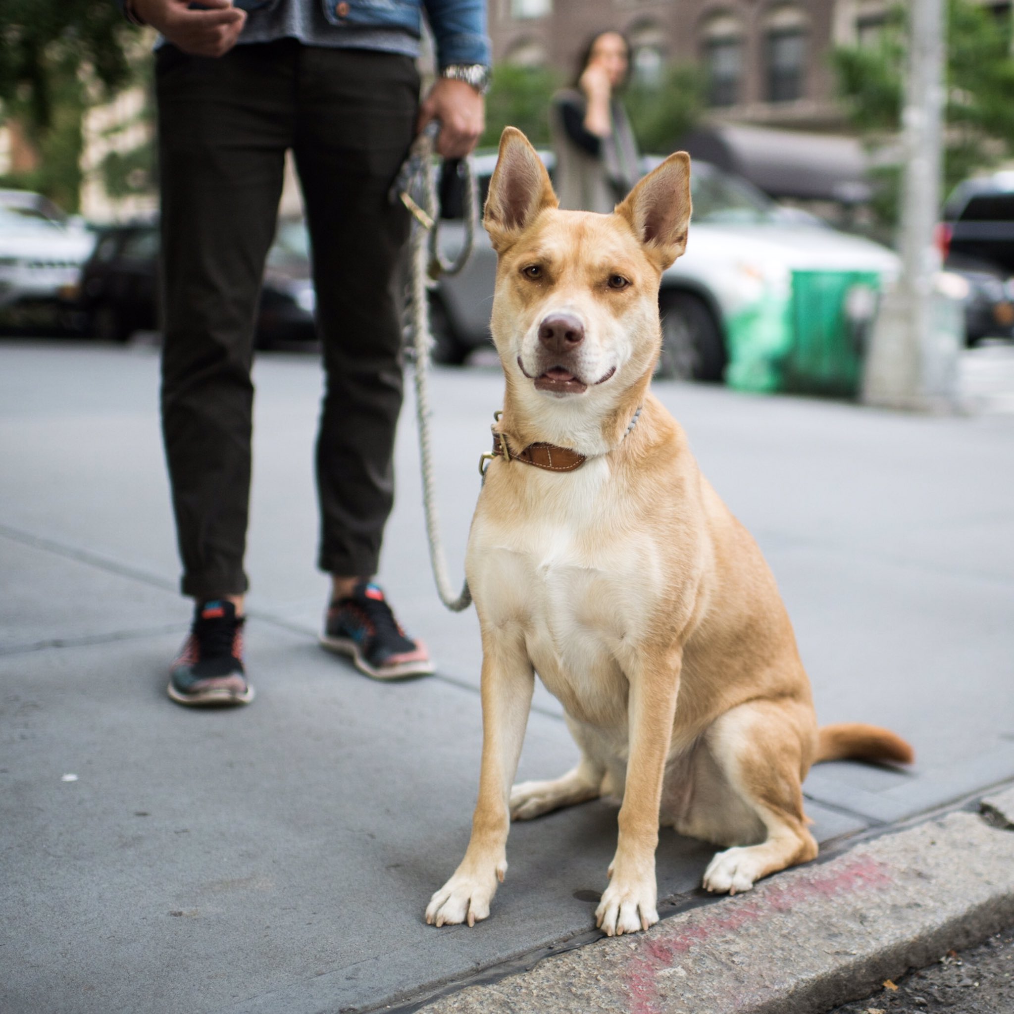 The Dogist on X