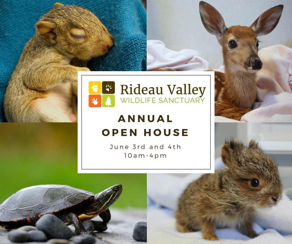 We hope to see you next weekend at our annual Open House! More details on our website at rideauwildlife.org/open-house-201….