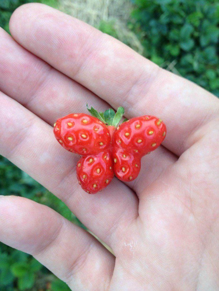 earthposts's tweet photo. This Strawberry Looks Like a Butterfly https://t.co/UWV7c6OENS